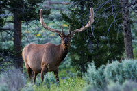 RMEB00067-Rocky-Mountain-Elk