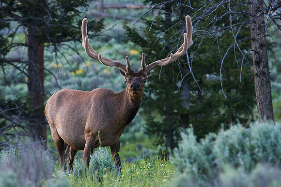 RMEB00067-Rocky-Mountain-Elk