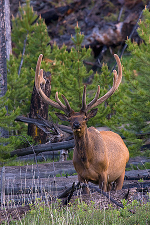 RMEB00198-Rocky-Mountain-Bull-Elk