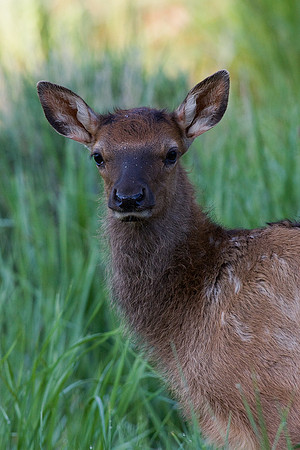 RMEK00630-Rocky-Mountain-Elk