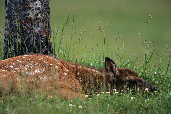 RMEK494263-Rocky-Mountain-Elk-Calf