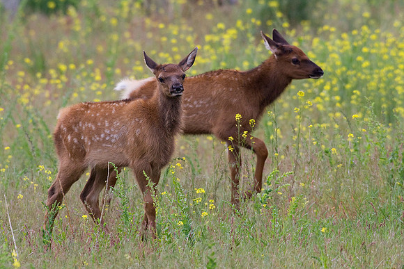RMEK00765-Rocky-Mountain-Elk