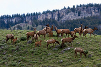 RMEK00518-Rocky-Mountain-Elk