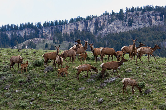 RMEK00518-Rocky-Mountain-Elk
