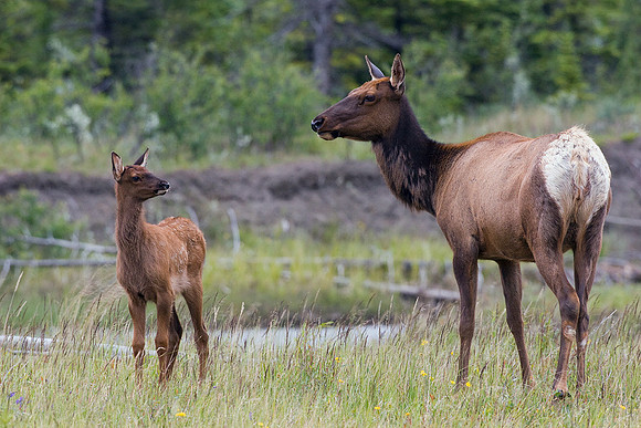 RMEK00287-Rocky-Mountain-Cow-Elk-with-Calf-