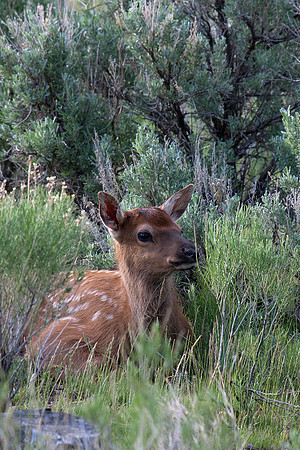 RMEK00997-Rocky-Mountain-Elk