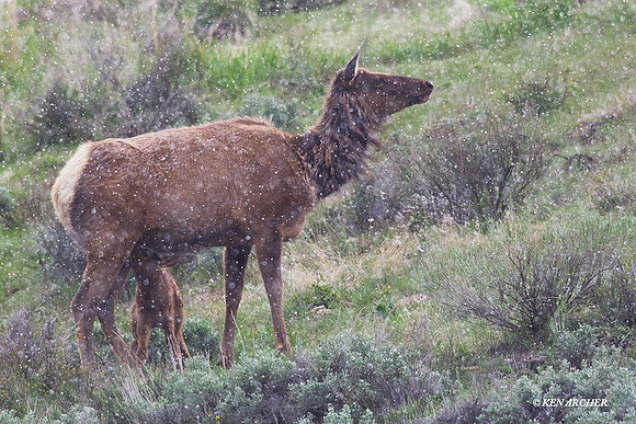 RMEK01120 Rock Mountain Elk