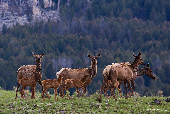 RMEK00526 Rocky Mountain Elk Herd