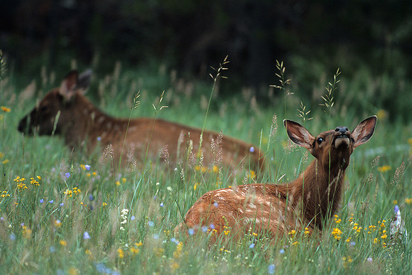 RMEK494352-Rocky-Mountain-Elk-Calves