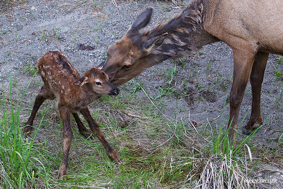 RMEK01155 Rocky Mountain Elk
