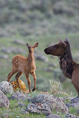 RMEK00928-Rocky-Mountain-Elk