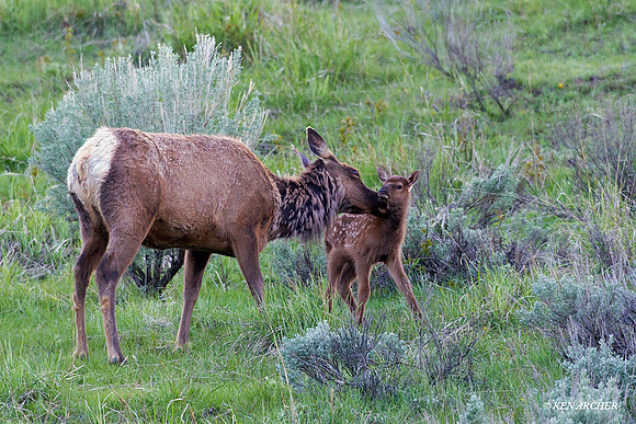 RMEK01070 Rocky Mountain Elk