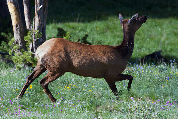 RMEK00838-Rocky-Mountain-Elk