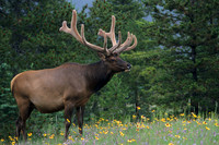 RMEK494528-Rocky-Mountain-Bull-Elk,-summer-velvet