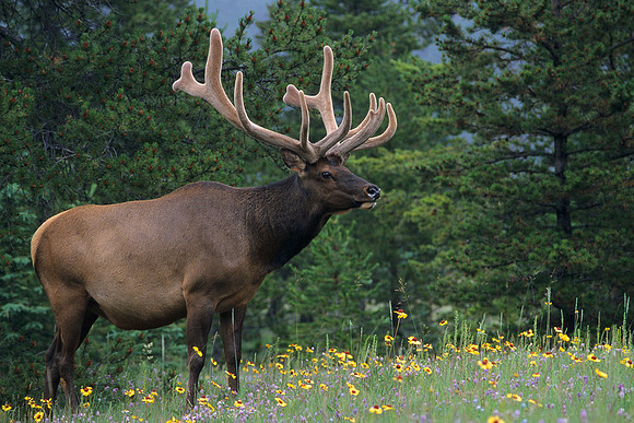RMEK494528-Rocky-Mountain-Bull-Elk,-summer-velvet