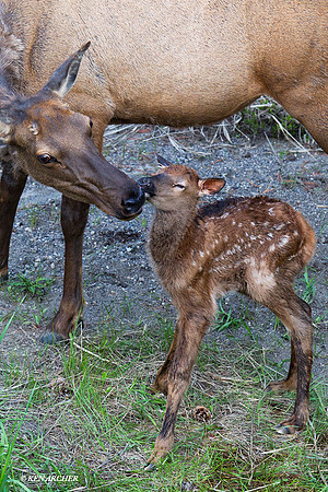 RMEK01317 Rock Mountain Elk