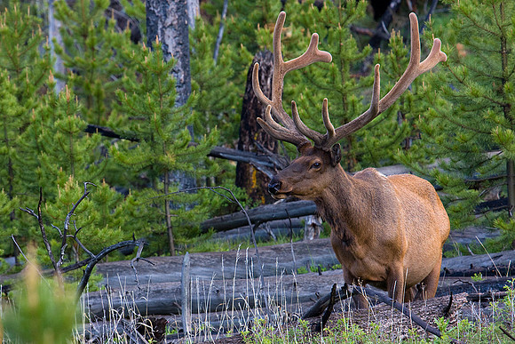 RMEB00200-Rocky-Mountain-Bull-Elk
