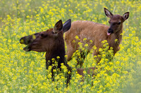 RMEK00745-Rocky-Mountain-Elk