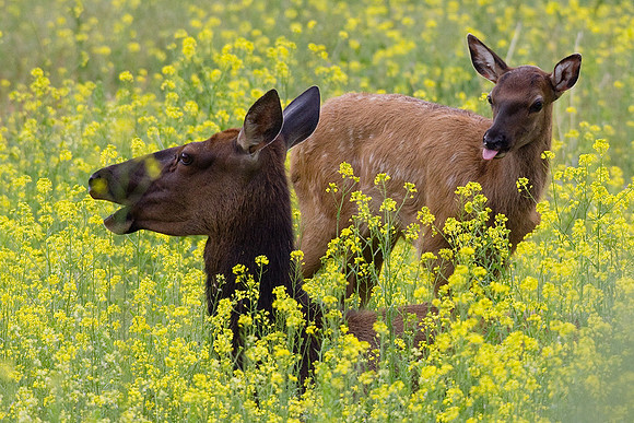 RMEK00745-Rocky-Mountain-Elk