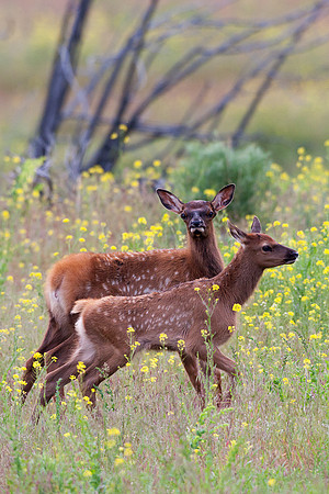 RMEK00817-Rocky-Mountain-Elk