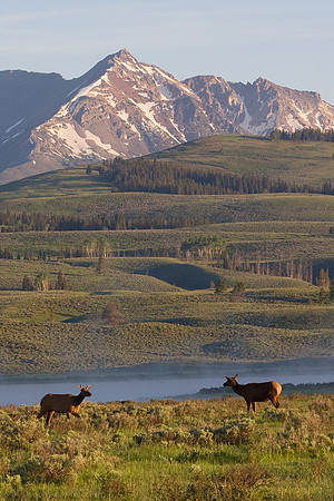 RMEK00903-Rocky-Mountain-Elk-