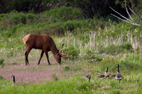 RMEB00164-Rocky-Mountain-Bull-Elk