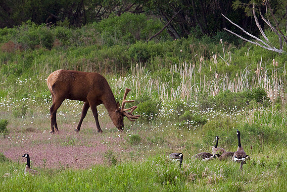 RMEB00164-Rocky-Mountain-Bull-Elk