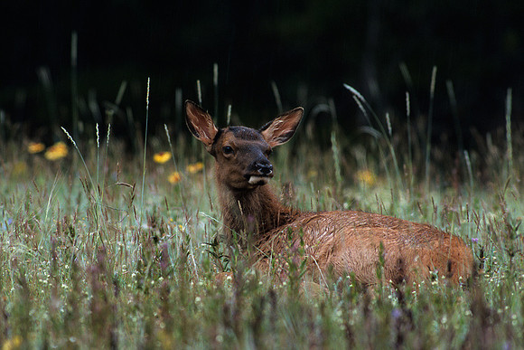 RMEK494349-Rocky-Mountain-elk-Calf