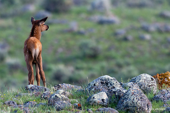RMEK00932 Rocky Mountain Elk