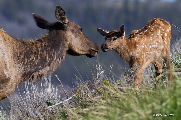 RMEK01399 Rock Mountain Elk