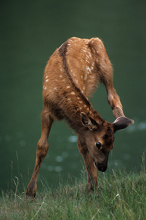 RMEK494213-Rocky-Mountain-Elk-Calf