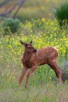 RMEK00799-Rocky-Mountain-Elk