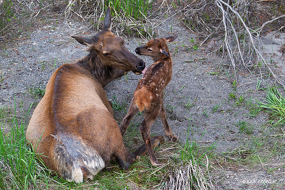 Cow Elk with Newborn Calf - RMEK01373