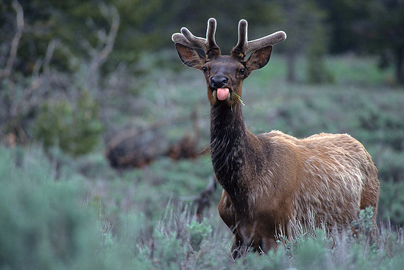 RMEK492635-Bull-Elk