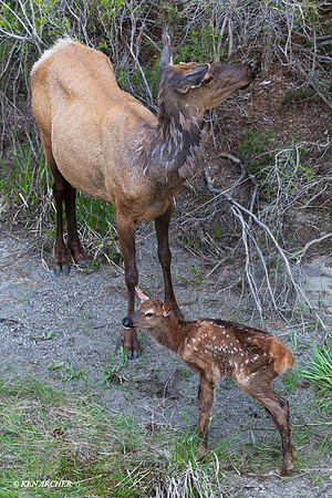 RMEK01295 Rock Mountain Elk