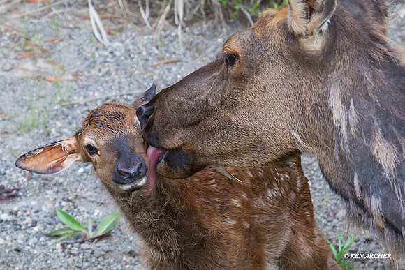 RMEK01164 Rock Mountain Elk
