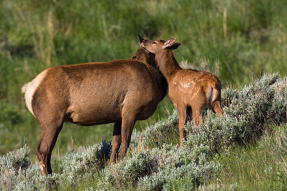 RMEK00571-Rocky-Mountain-Elk