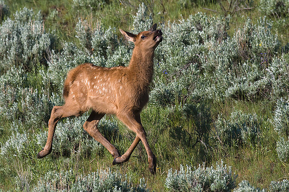 RMEK00665-Rocky-Mountain-Elk