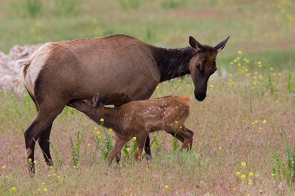 RMEK00734-Rocky-Mountain-Elk