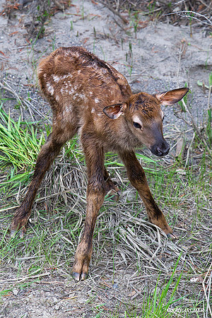 RMEK01267 Rock Mountain Elk
