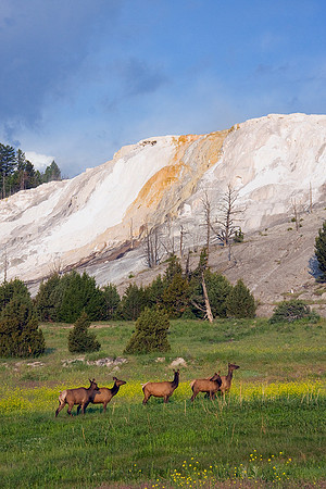 Mammoth Hot Springs and Elk - RMEK00704
