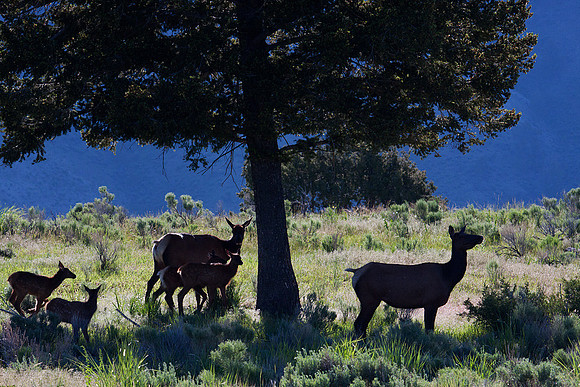RMEK00852-Rocky-Mountain-Elk