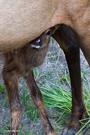 Elk Calf, Newborn- RMEK01254