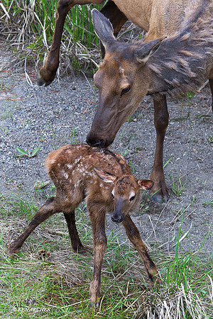 Cow Elk and Calf - RMEK01262