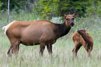 RMEK00348-Rocky-Mountain-Cow-Elk-with-Calf-