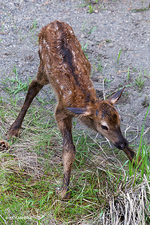 Elk Calf - RMEK01182