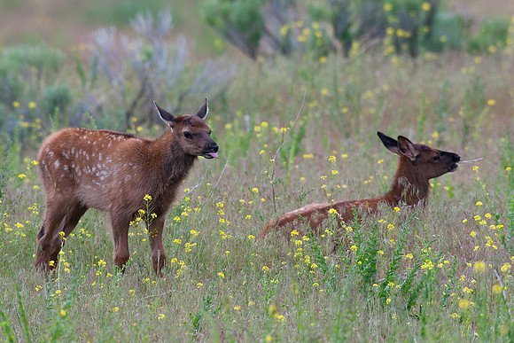 RMEK00762-Rocky-Mountain-Elk