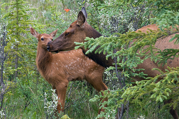 RMEK00358-Rocky-Mountain-Cow-Elk-with-Calves-