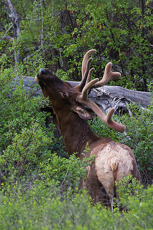 RMEB00106-Rocky-Mountain-Elk