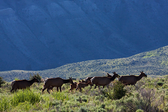 RMEK00860-Rocky-Mountain-Elk